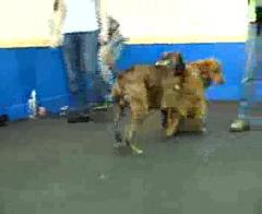 Play Sit...Go Play.mp4